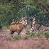 Rutting season in Hoge Veluwe